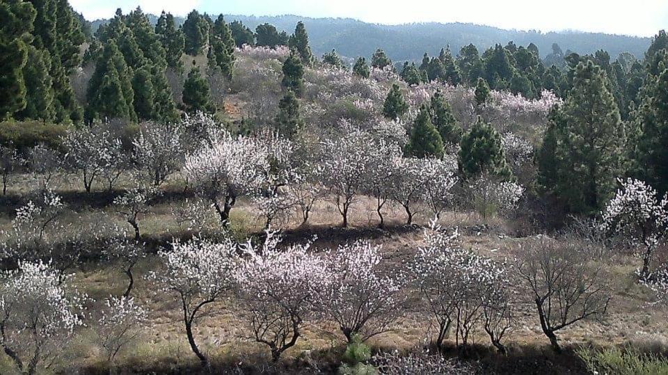 Apartamento El Almendro Puntagorda Buitenkant foto